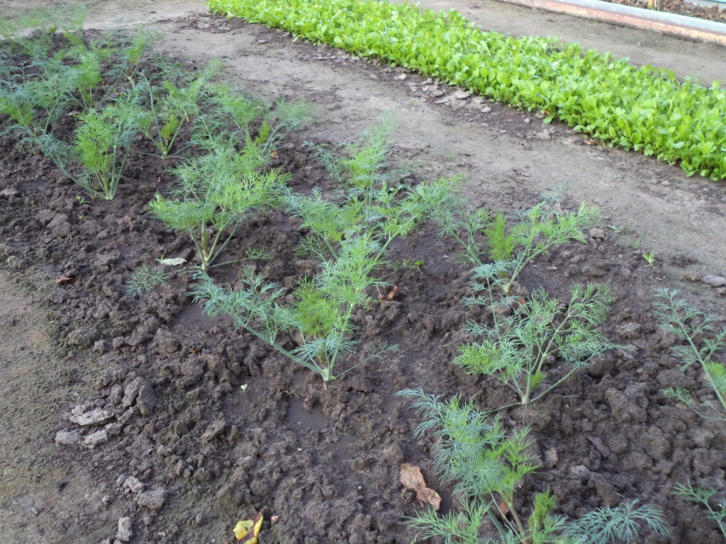 Рассада укропа. Сорта укропа под зиму в открытый грунт. Посевы огородников. Укроп грибовский. Как сажать укроп в открытый грунт семенами весной.